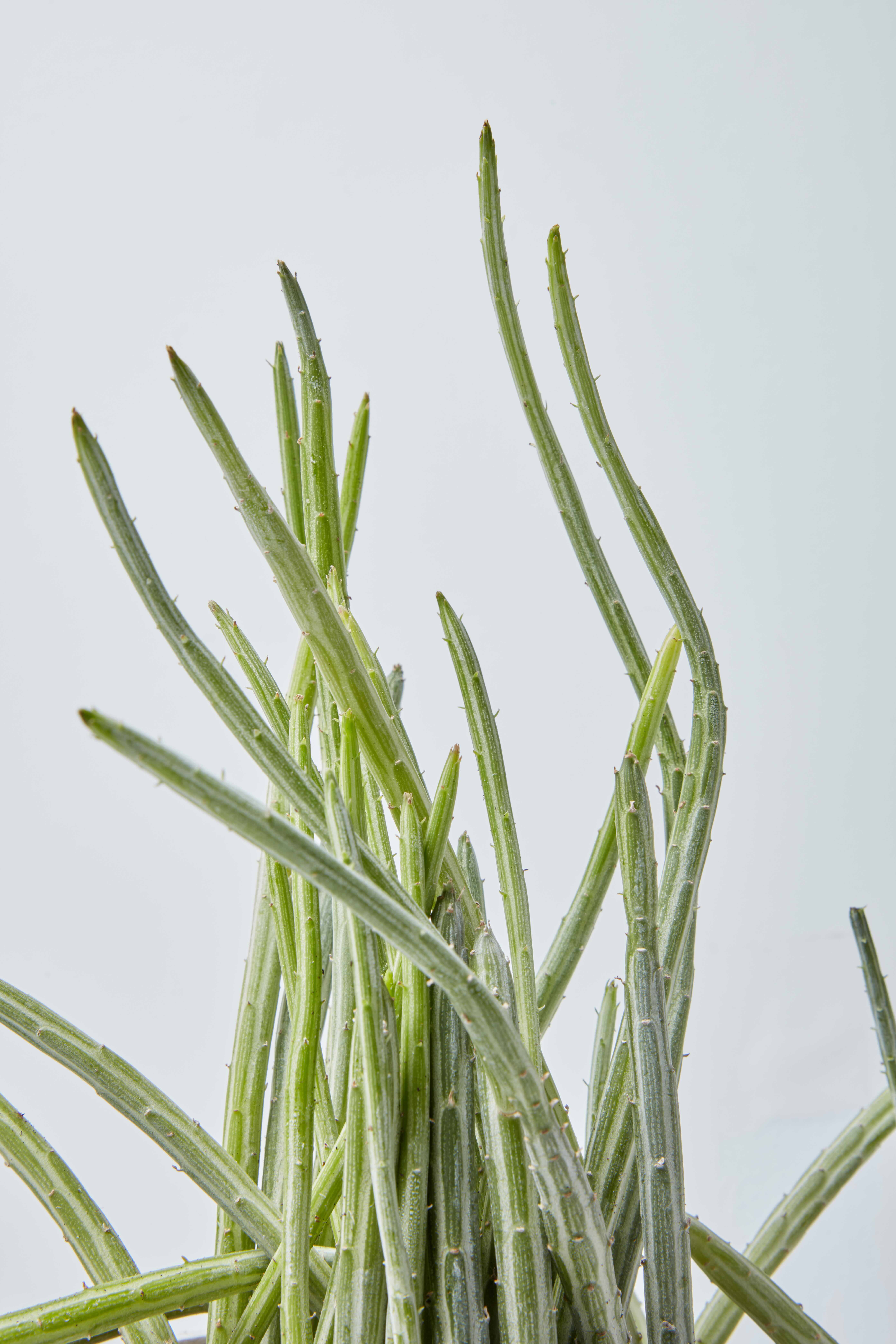 pickle plant