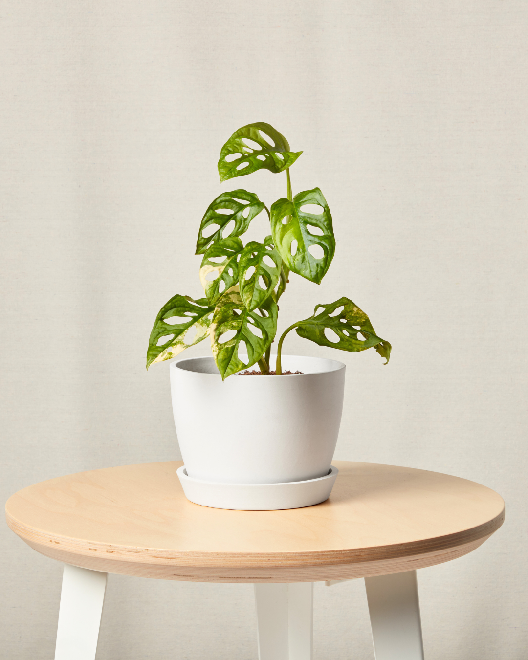 1 Variegated Monstera in white pot