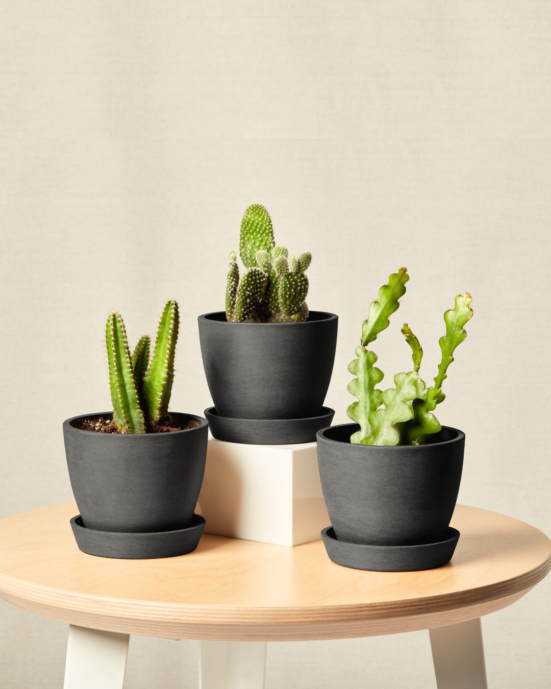 Enchanted Desert Trio