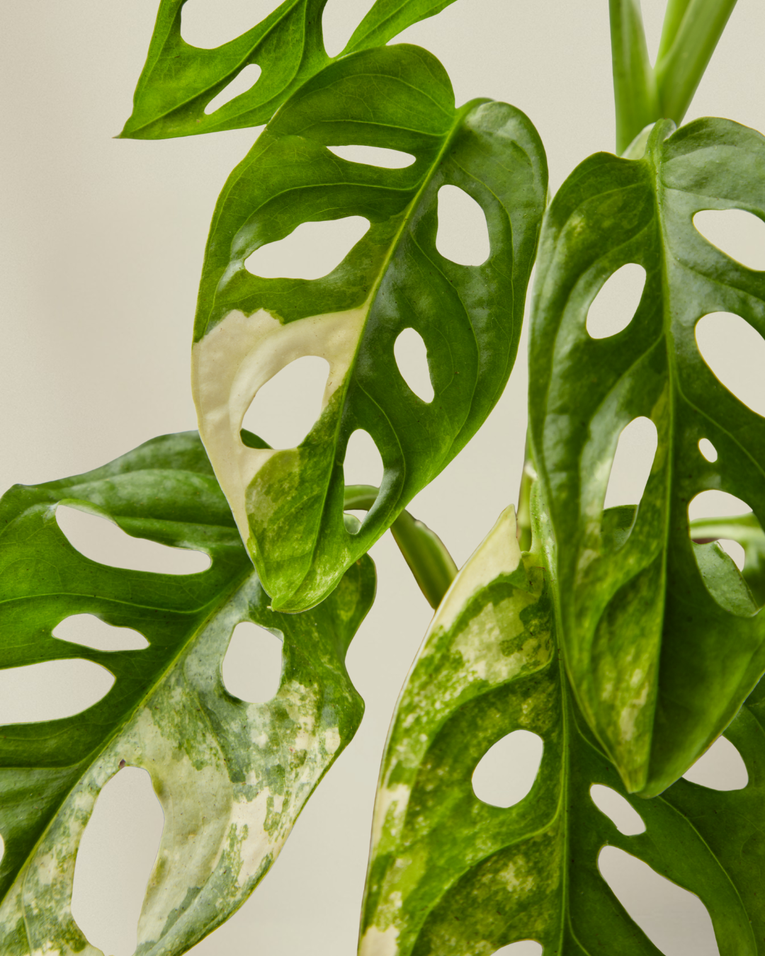 variegated leaf detail