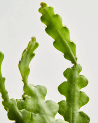 fishbone cactus detail