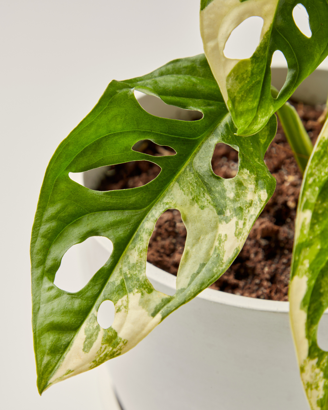 4 fenestration detail