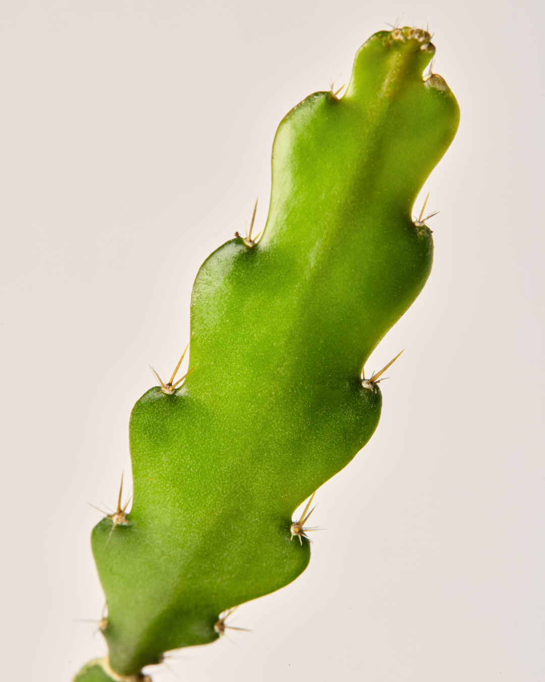 close up of fishbone cactus