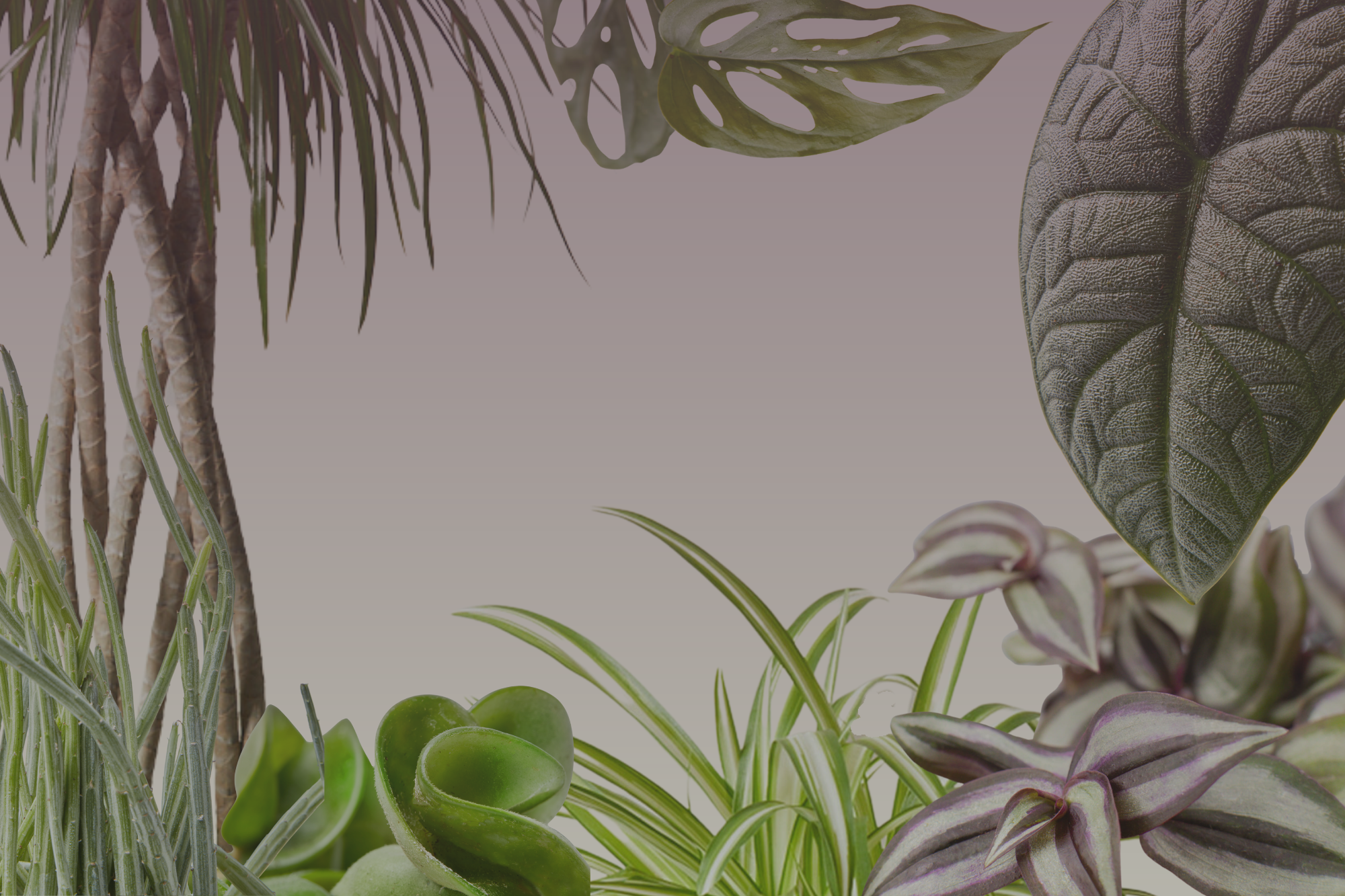 spooky plants