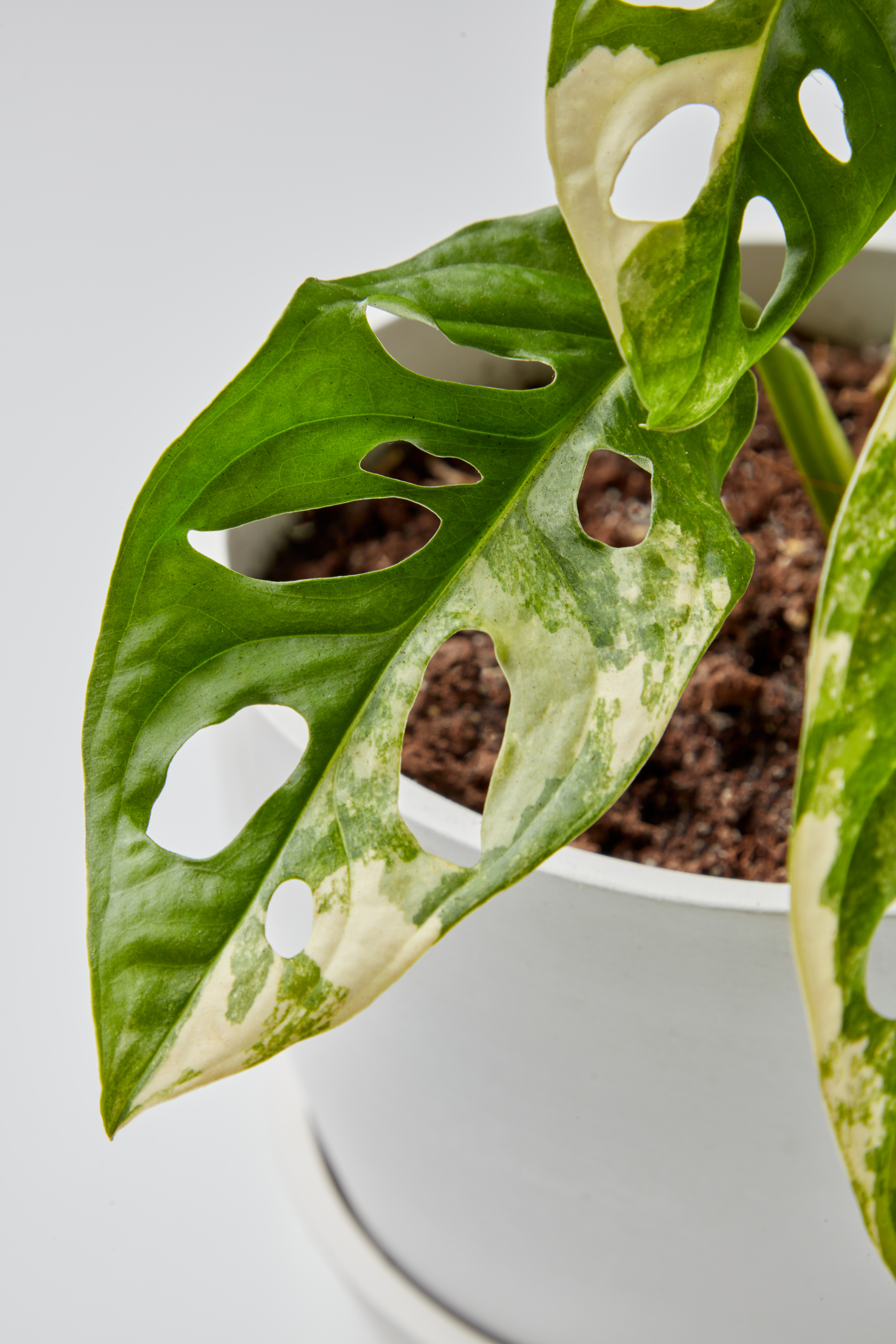 variegated monstera adansonii leaf detail
