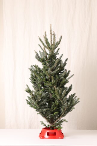 fraser fir cut tree