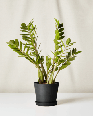 chameleon zz charcoal pot