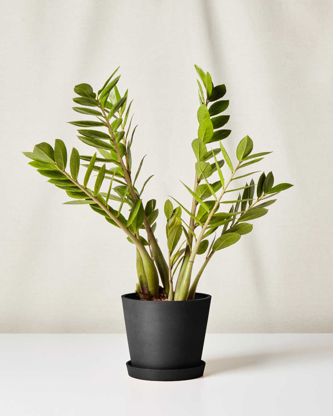 chameleon zz charcoal pot