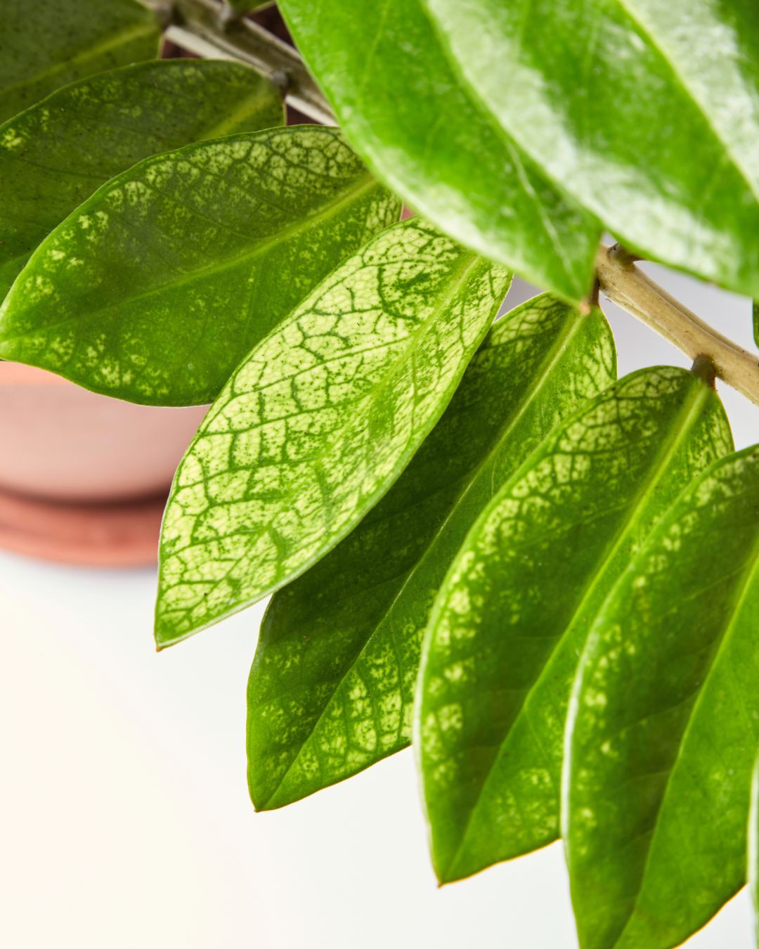 leaf close up of zz chameleon